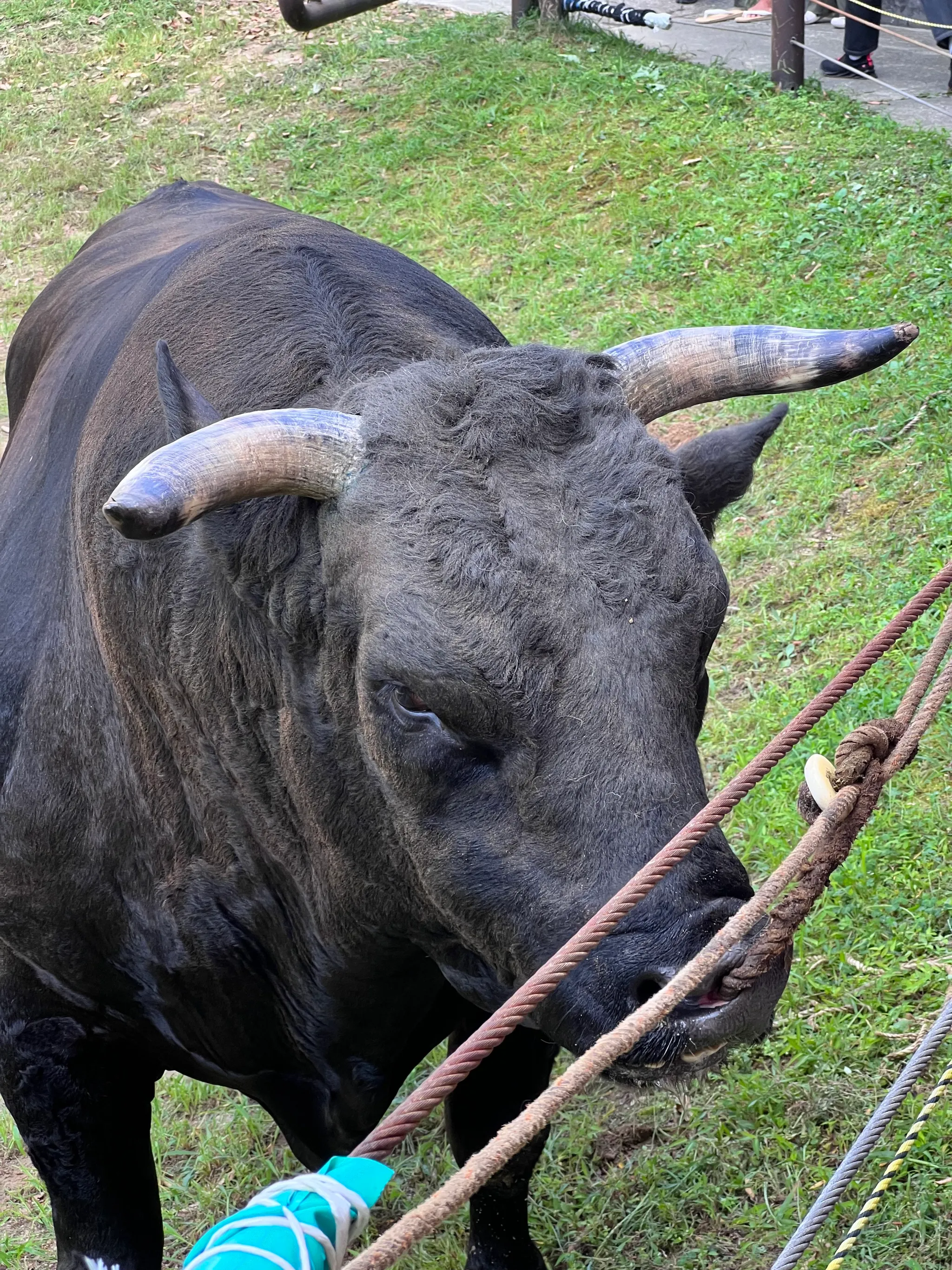 柿乃花ダンディ
