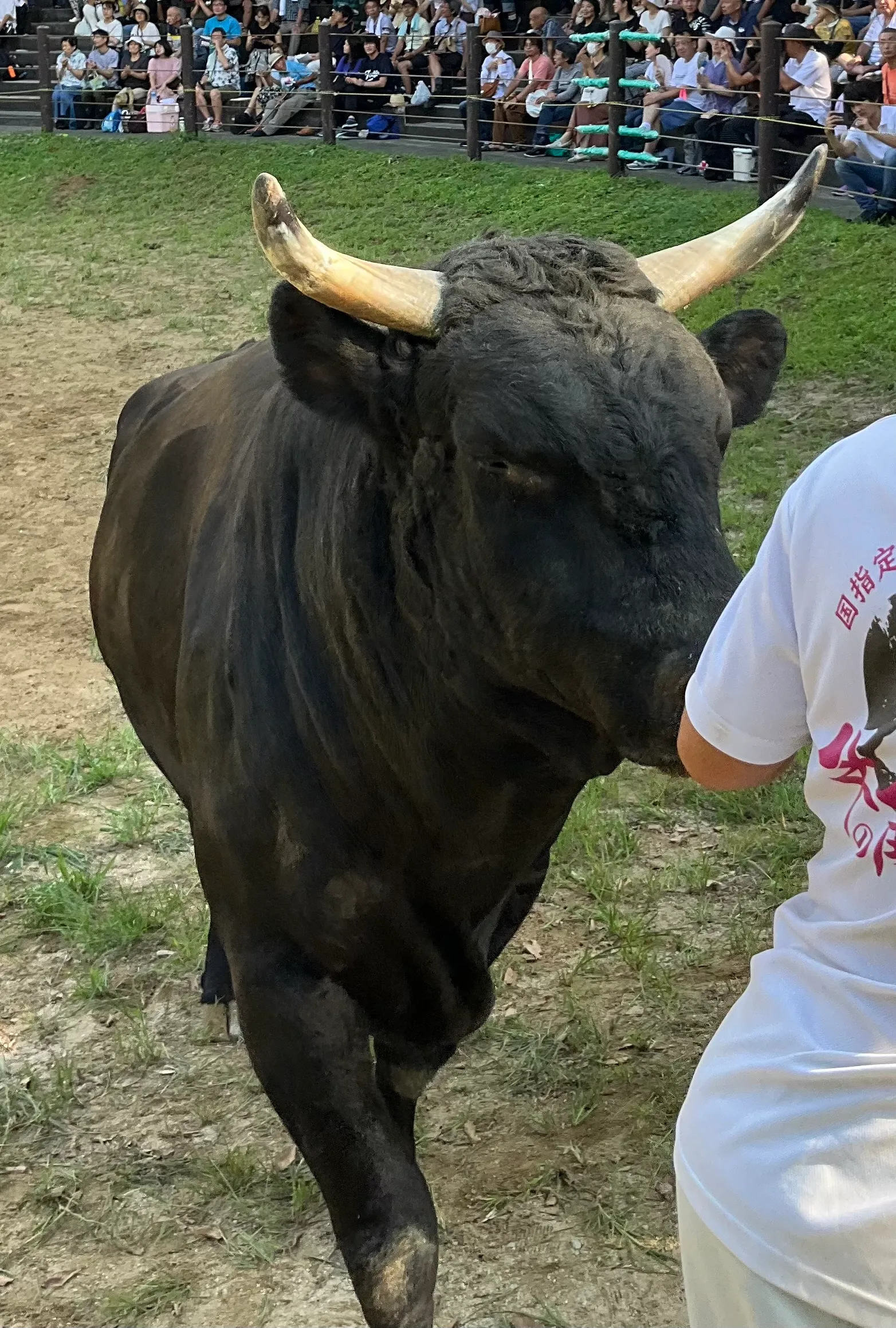 柿乃花黒ダイヤ