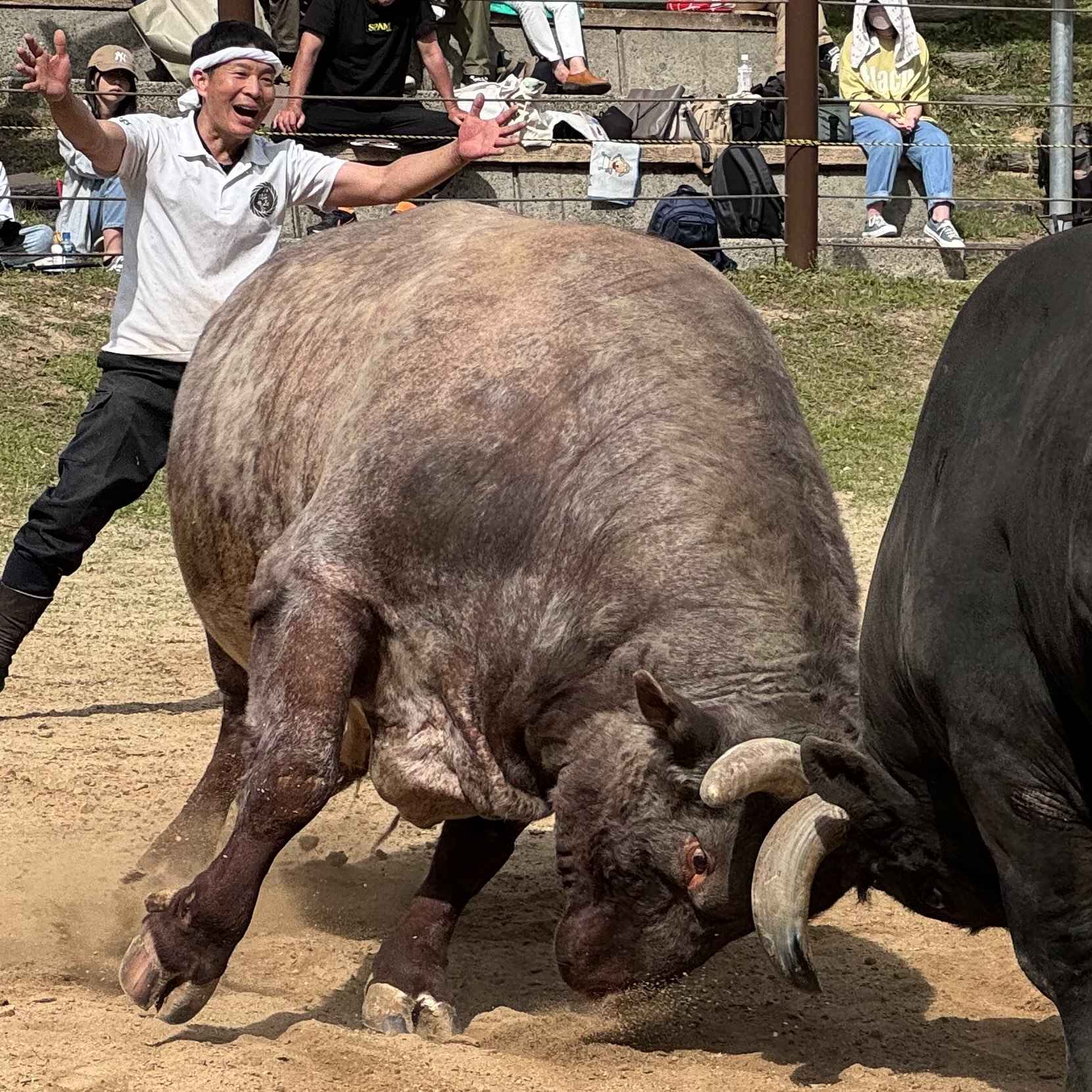山古志闘牛場にて — 迫力の一戦