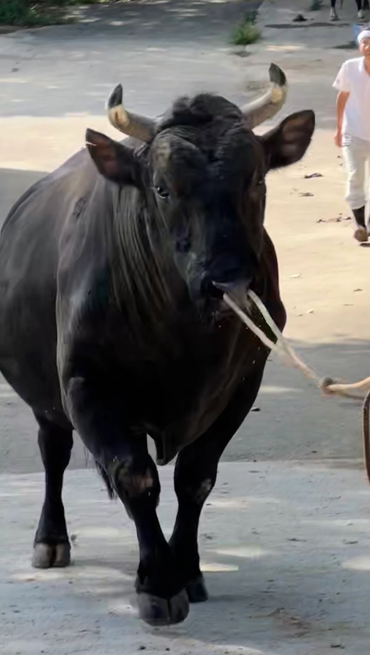 鬼龍（陽都大王←斬鉄）